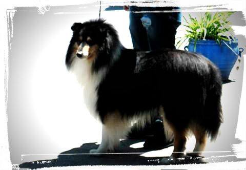 Del JanyMary Black Collectión | Rough Collie 