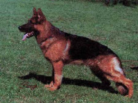 Orso von der Steinhägerquelle | German Shepherd Dog 
