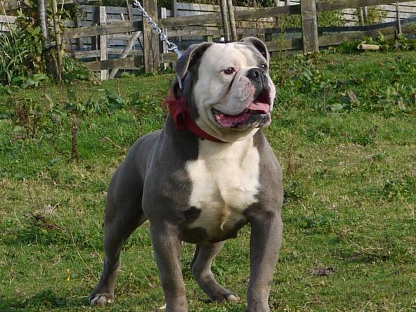 Bullforce Viagra | Olde English Bulldogge 