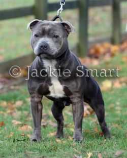 VALGLO SINGIN' THE BLUES | Staffordshire Bull Terrier 