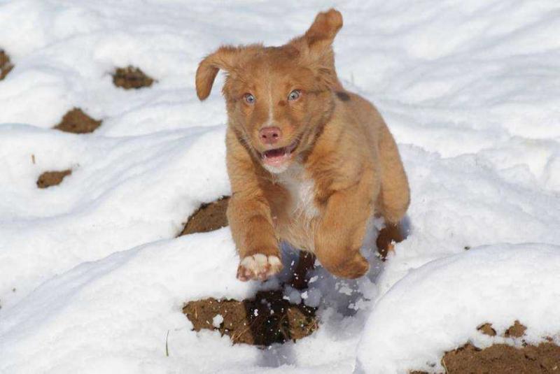 Praetorium Latobicorum's Lord | Nova Scotia Duck Tolling Retriever 