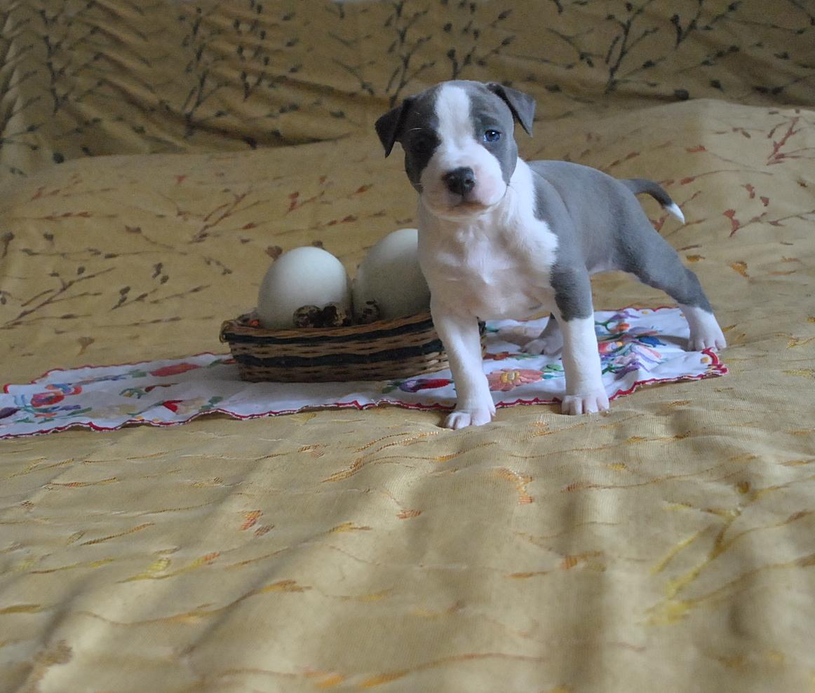 Naughty Blue of Overdose | American Staffordshire Terrier 