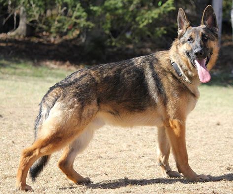 Rhus Typhina Coppermoon Kayes | German Shepherd Dog 