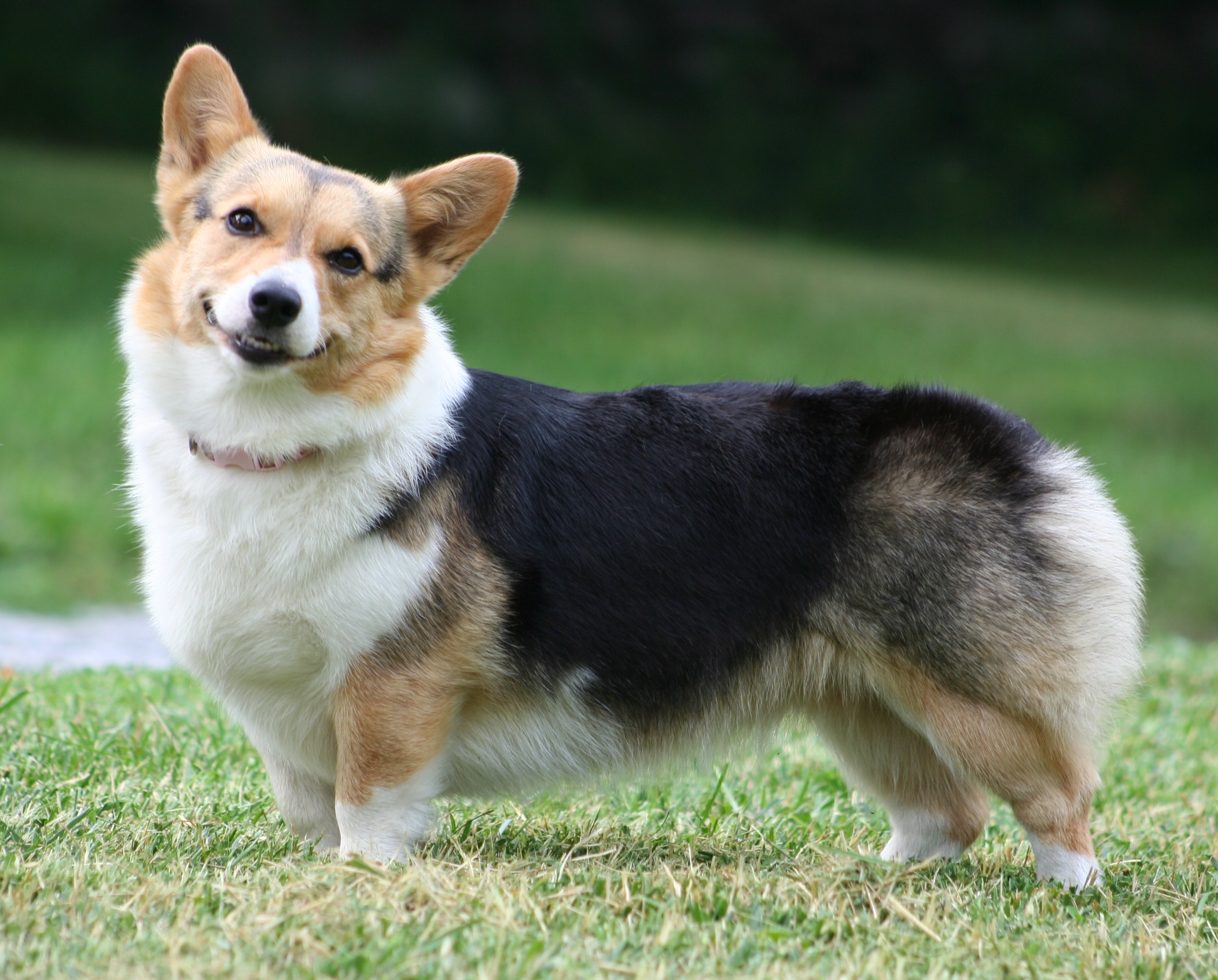 Cardigan Welsh Corgi