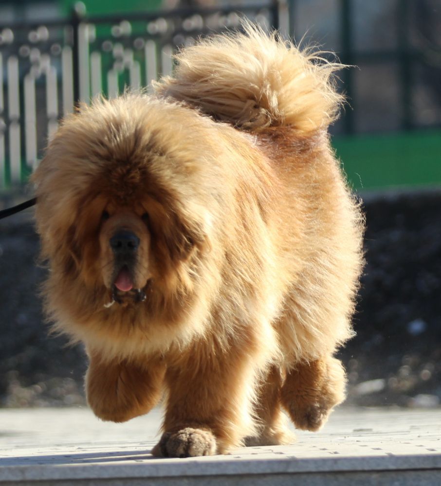 HIGHLANDER STARS BLESSED FORD | Tibetan Mastiff 