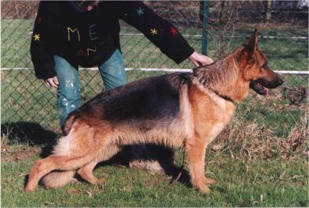 007 de la P'tite Flore | German Shepherd Dog 