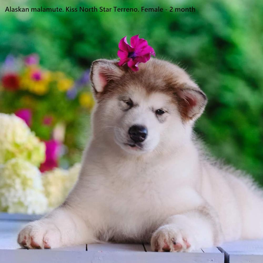 Kiss North Star Terreno | Alaskan Malamute 