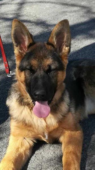 Silvestris Gravity | German Shepherd Dog 
