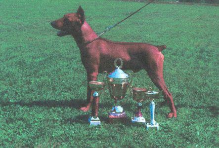 BADY DARLING z Cyklonu Silesia | German Pinscher 