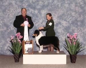 Thornapple Little Sure Shot | Australian Shepherd 