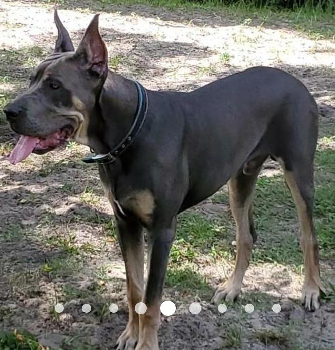 DGD's Davinchi's Apollo By Swampsides Dragon | Great Dane 