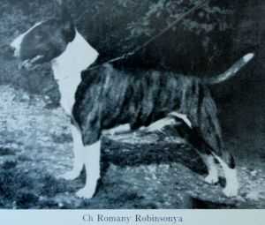 Romany Robinsonya | Bull Terrier 