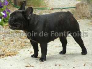 VEDETTE DU TERROIR DE FONTFROIDE | French Bulldog 