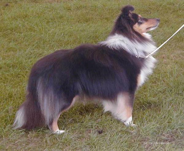 Shaylin Starry Eyed at Blenmerrow | Shetland Sheepdog 