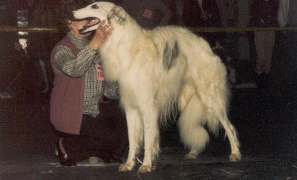 Azovka du Comtè de Gruyère | Borzoi 