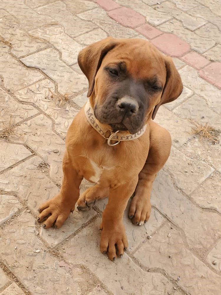 Amy Abike Vintino | African Boerboel 