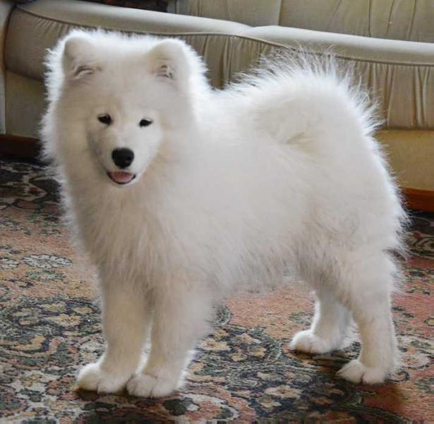 FORLI OF INAKI The Glow Of The Snowy Star | Samoyed 