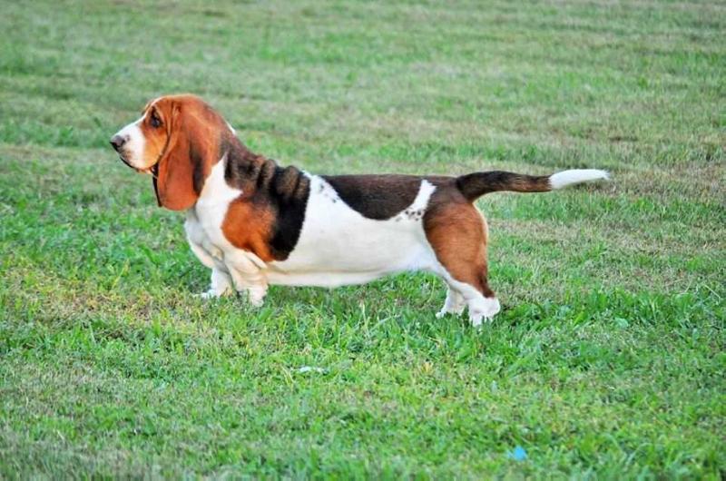 Imperial Topaz of Stonewall | Basset Hound 