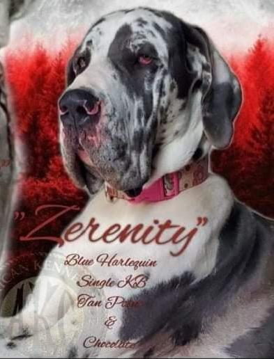 CCD Zerenity Of Flat Rock Danes | Great Dane 