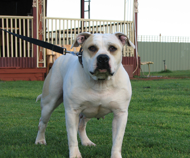 andonas gucia | American Staffordshire Terrier 