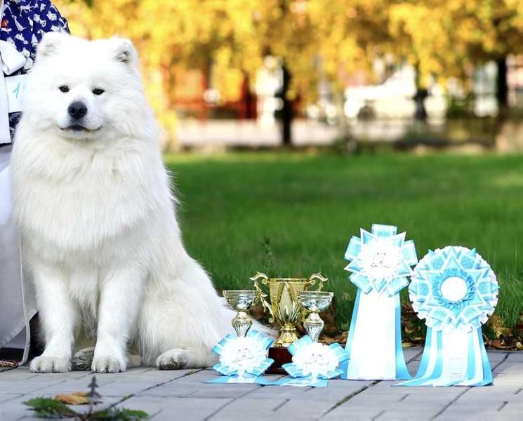 Zagadka Sibiry Solnechnyi Zaichik | Samoyed 