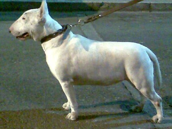 Kelly de Krypton (Uriza) | Bull Terrier 