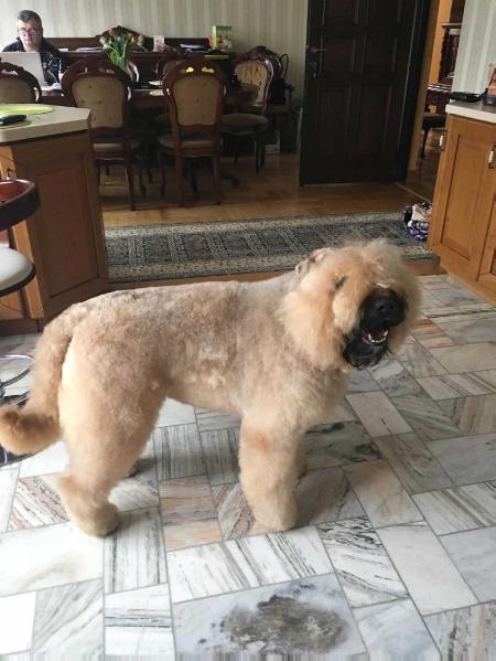 Grey Tetis GOOD HONEY BOUVI BUZI | Bouvier des Flandres 