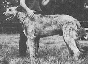 Fintan of Eaglescrag | Irish Wolfhound 