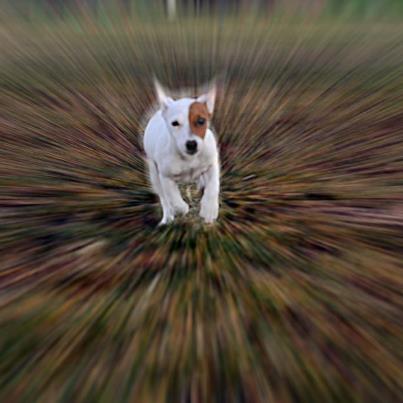 Mirka jackyland | Jack Russell Terrier 