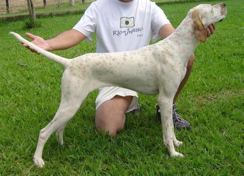 CESAR HILLS LAMBADA | Pointer 