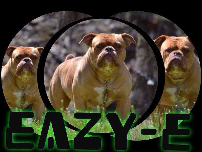 TBZ's Eazy-E of Pack | Olde English Bulldogge 