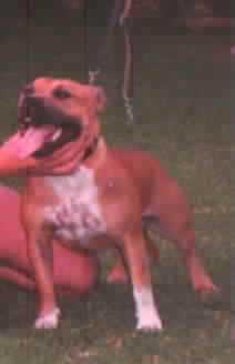 Pitwar Red Mysteria of Rosswar | Staffordshire Bull Terrier 