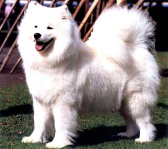 Zamoyski Lucky Claudia | Samoyed 