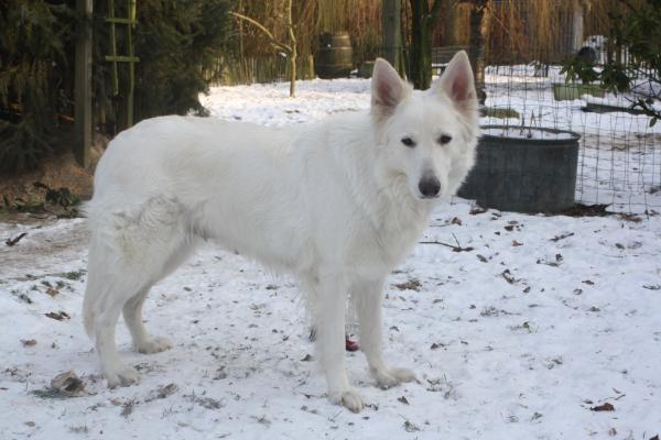 Gabbana Beautiful Whiteangel | White Swiss Shepherd Dog 