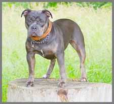 Amy vom Fuchsberg | Olde English Bulldogge 