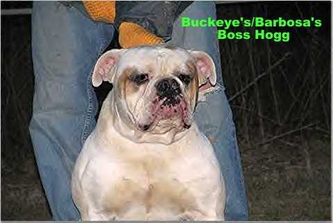 Buckeye's/Barbosa's Boss Hog | Olde English Bulldogge 