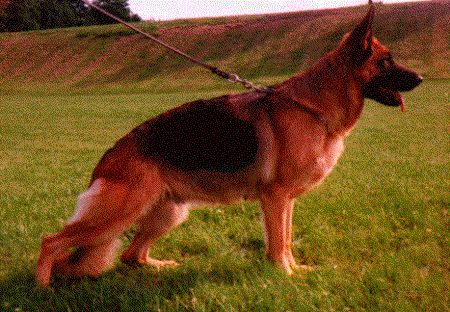 Dhorne du Clos de Savoie | German Shepherd Dog 