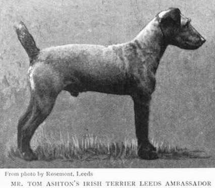 Leed's Ambassador | Irish Terrier 