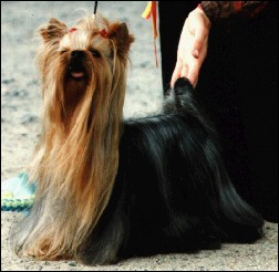 Globe Trotter De Majodian | Yorkshire Terrier 