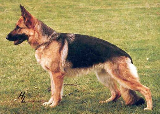 Gora von Basilisk | German Shepherd Dog 