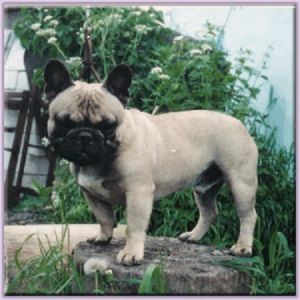 Apacshe les petit archanges | French Bulldog 