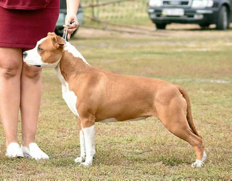 Full House Via Fortuna | American Staffordshire Terrier 