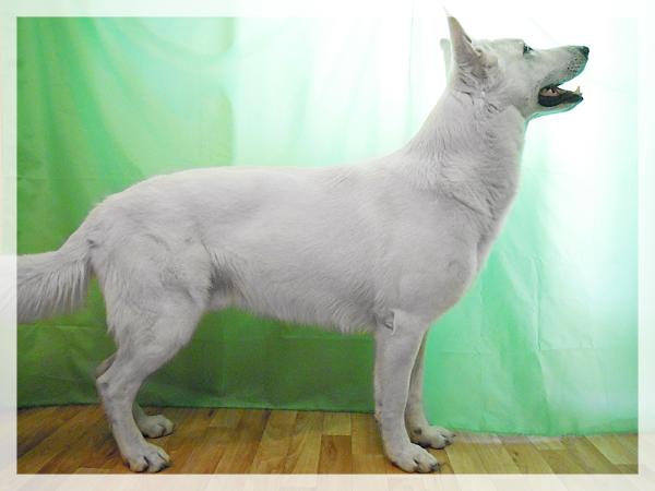 Danay defender Star Warrior | White Swiss Shepherd Dog 