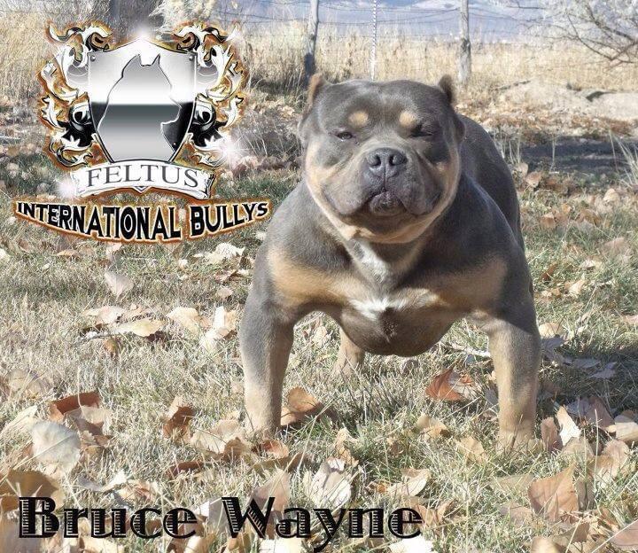 Feltus Bruce Wayne | American Pit Bull Terrier 