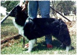 Korella Casta Spell | Border Collie 