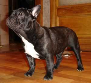 ZON MIREKL SORBONNA | French Bulldog 