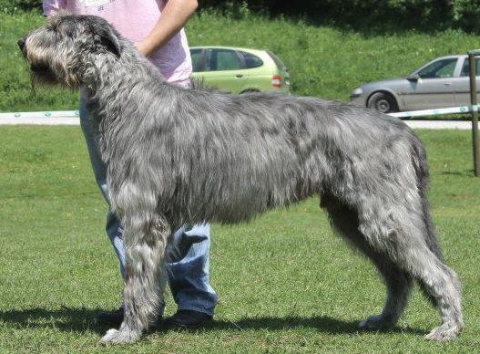 Philipopolis Konan Varvar  Tsarskaja Prihot | Irish Wolfhound 