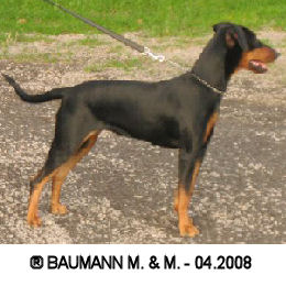 QUEEN vom Unteren Niederrhein | German Pinscher 