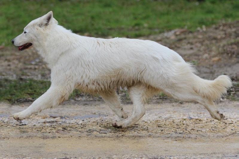 LENKA DU DOMAINE DE LA COMBE NOIRE | White Swiss Shepherd Dog 