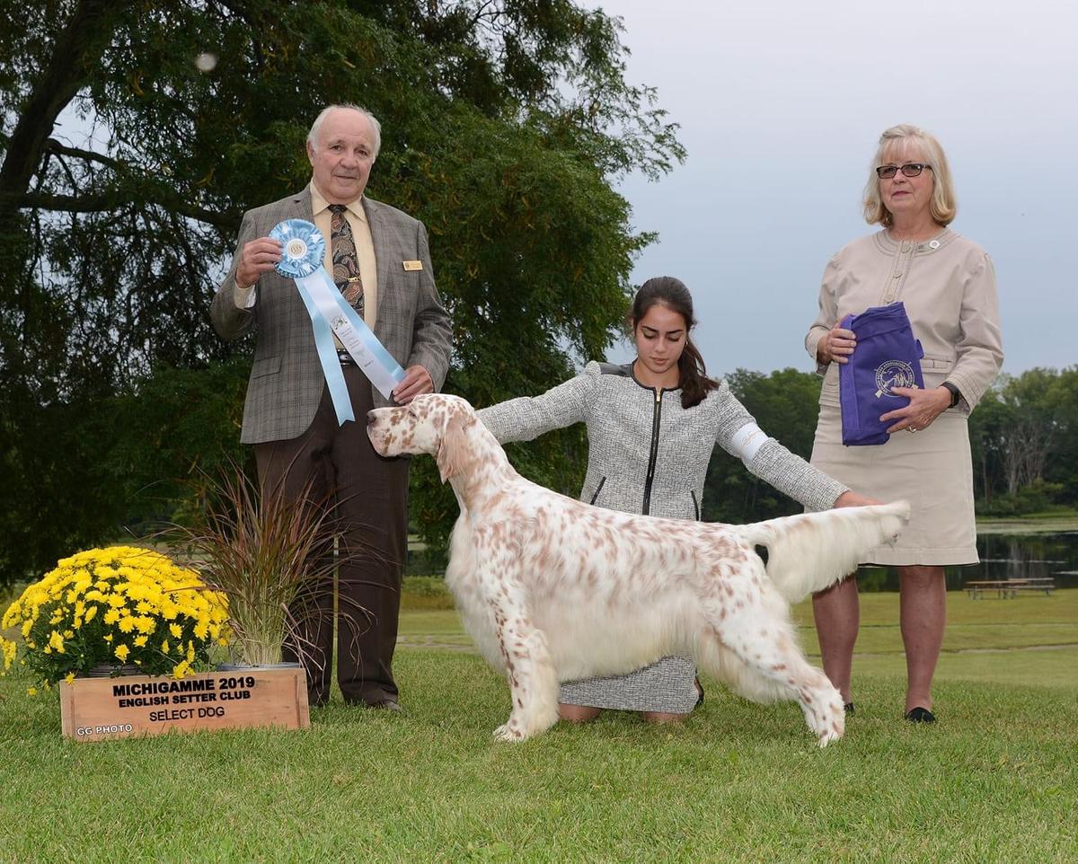 Winfield N Checaco Just So You Know | English Setter 